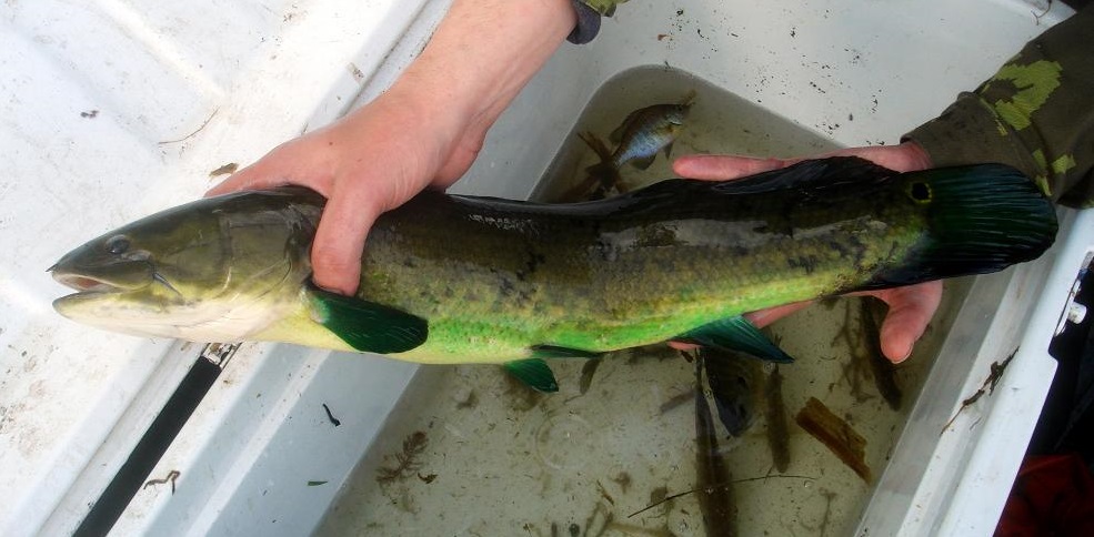 Nasty Fish Surprise  Not What I was Fishing For - Bowfin 