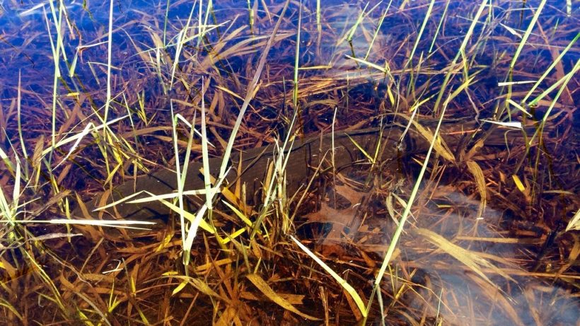 Male Bowfin hiding among vegetation in a restoration wetland. Photo: Solomon David/Shedd Aquarium