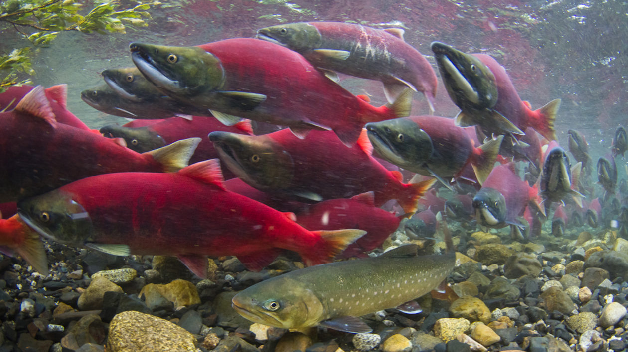 A Field Guide to Freshwater Fish Watching