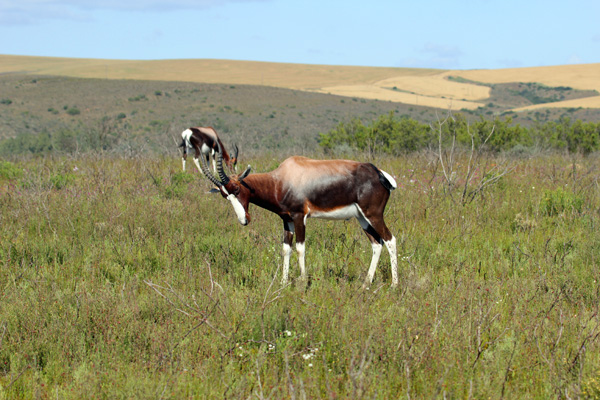 Bontebok at Bontebok National Park. Photo: Matt Miller/TNC