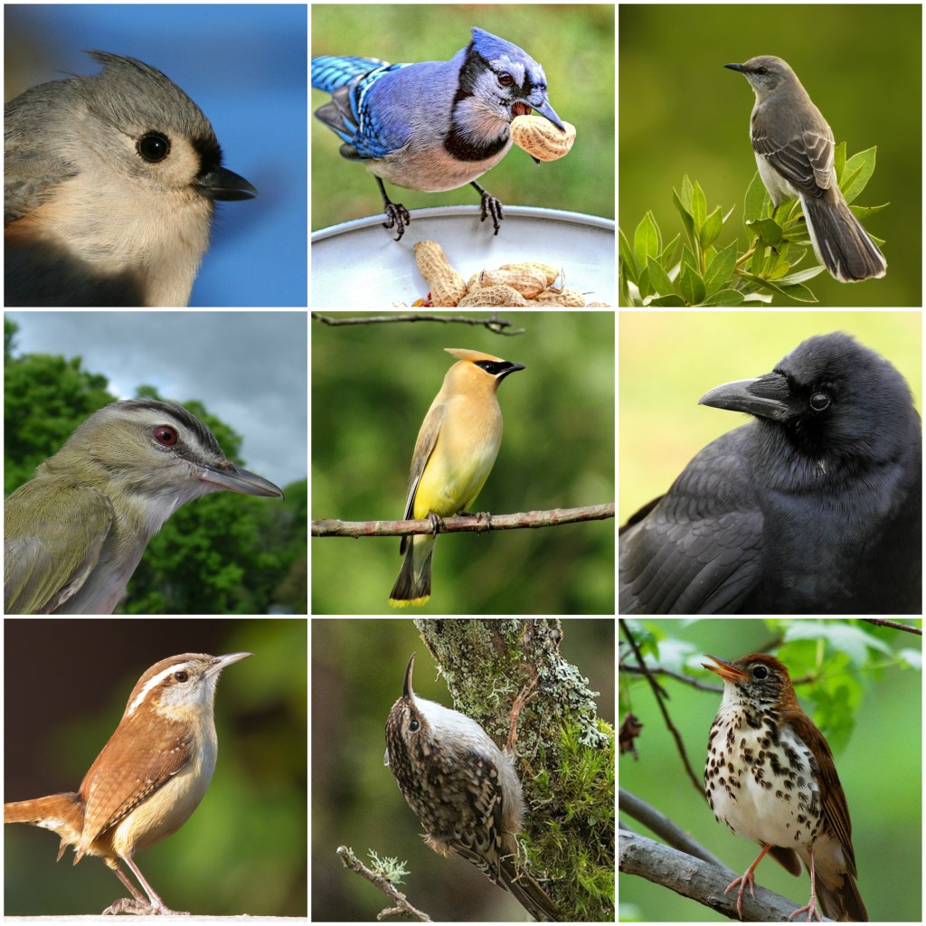 Your Field Guide is Wrong: A Bird's Eye View of the World