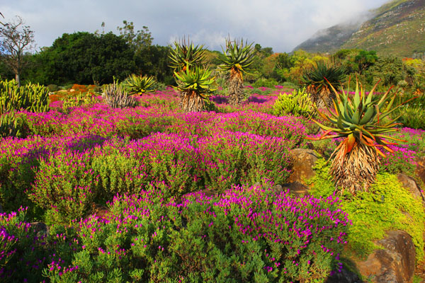 The South African Cape is home to distinct flora and fauna. Photo: Matt Miller/TNC