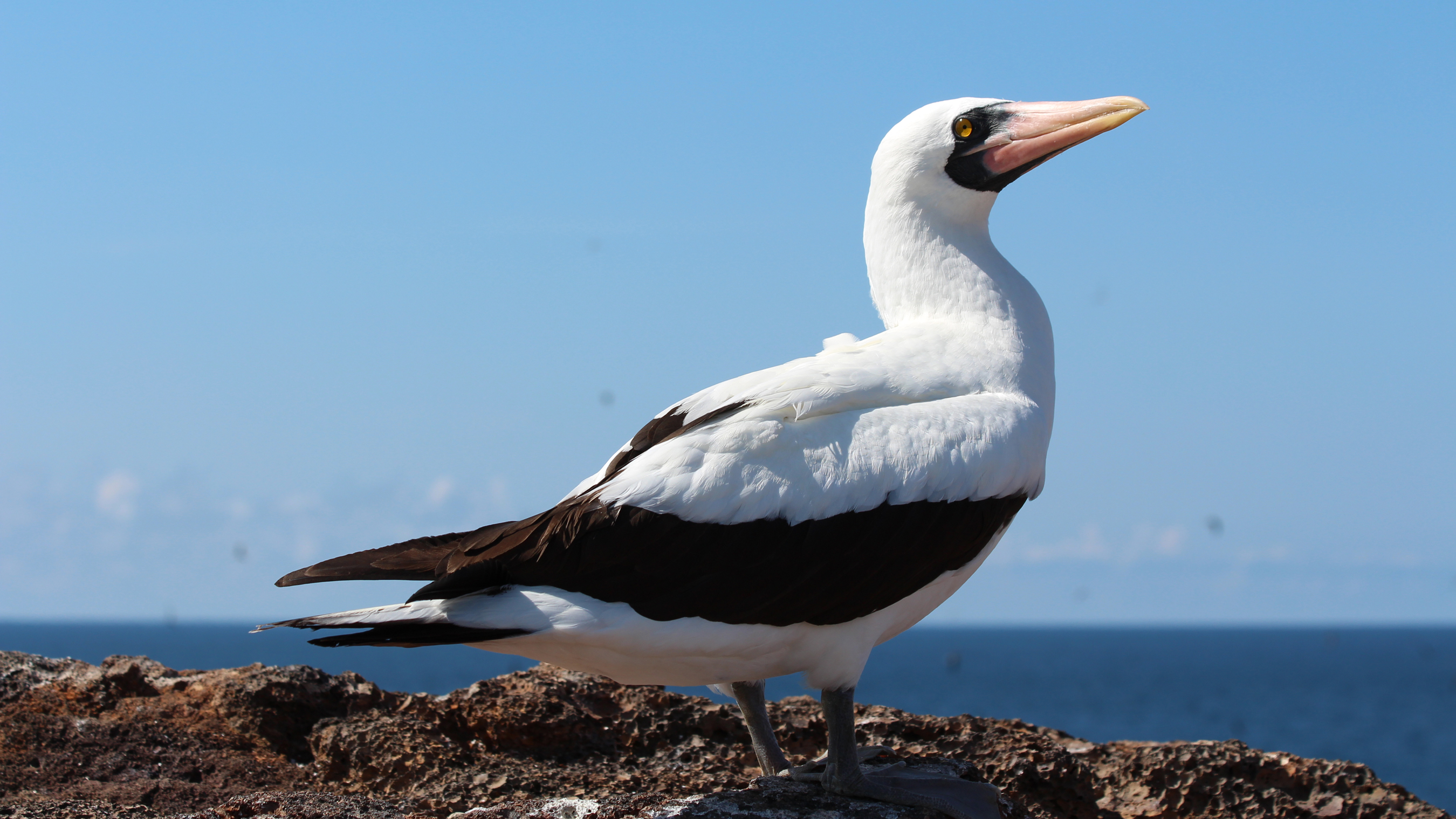 Laura's Birding Blog: Blue Jays!!!