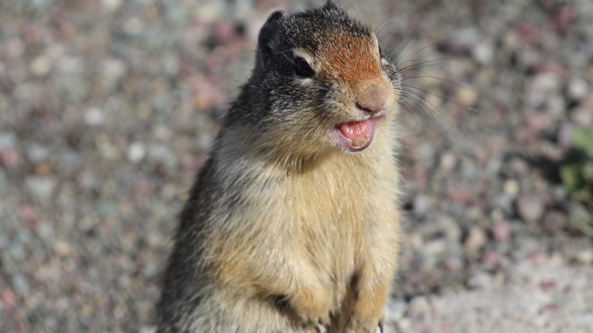 Columbia ground squirrel