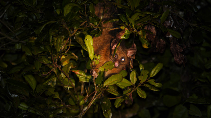 Shining a spotlight in Queensland is the best way to see its diversity of cool possum species. Photo: Matt Miller/TNC
