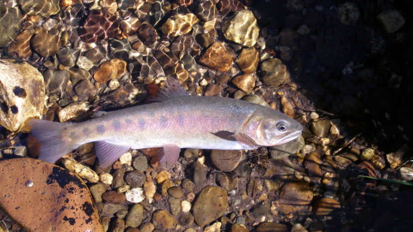 Paiute cutthroat. Photo: Bill Somer, California Department of Fish and Wildlife.