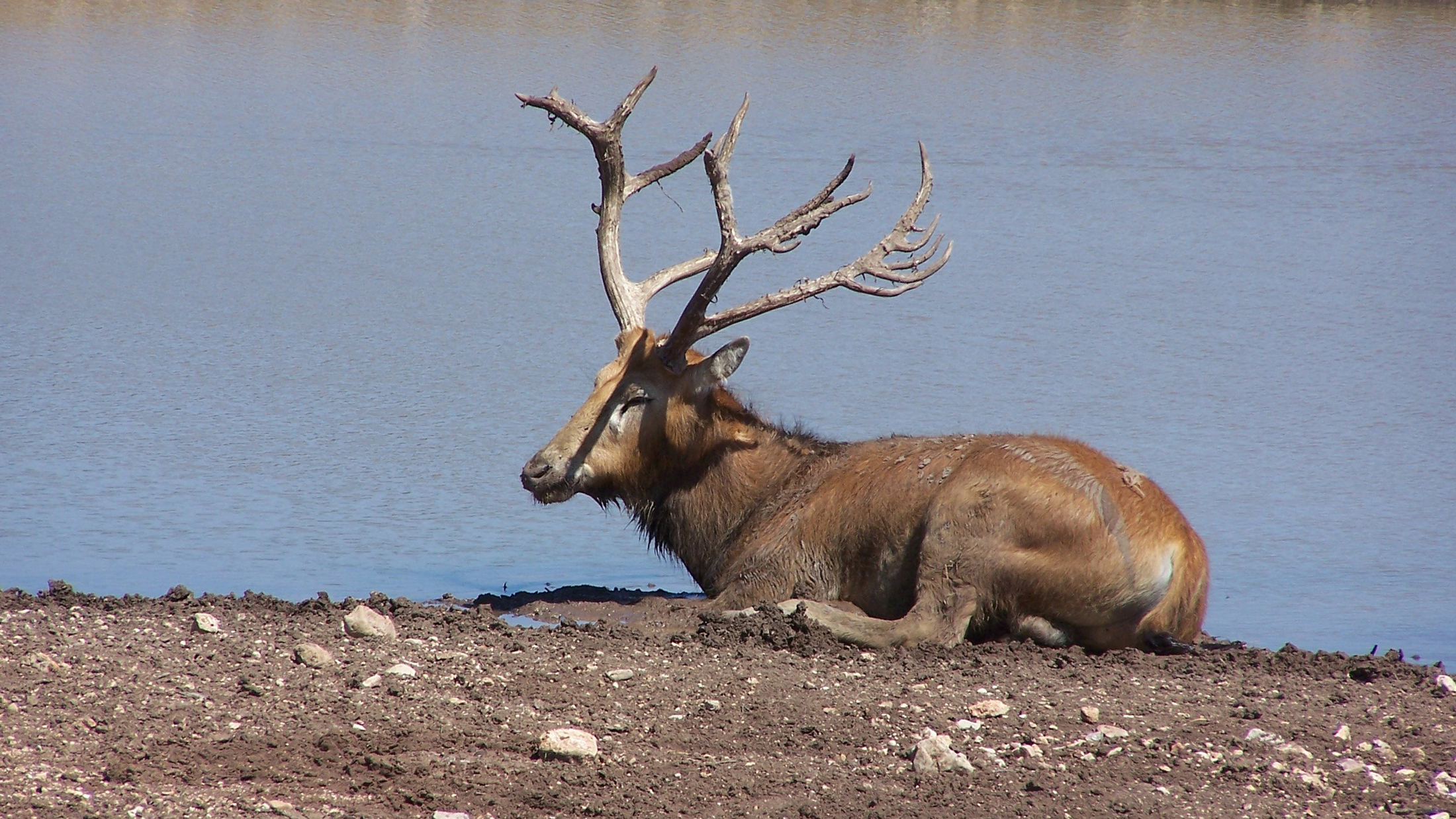 Saved by Chance: The Incredibly Strange Story of the Pere David's Deer