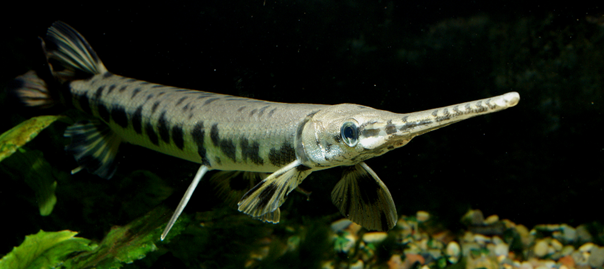 Gar provide anglers toothy challenges