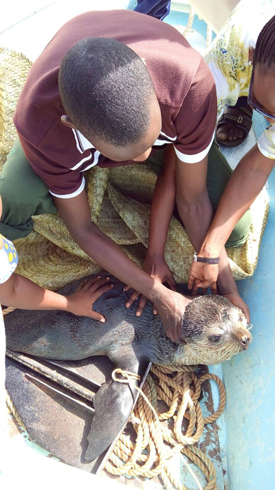 The fur seal was released back into the ocean. Photo: © Kiplimo