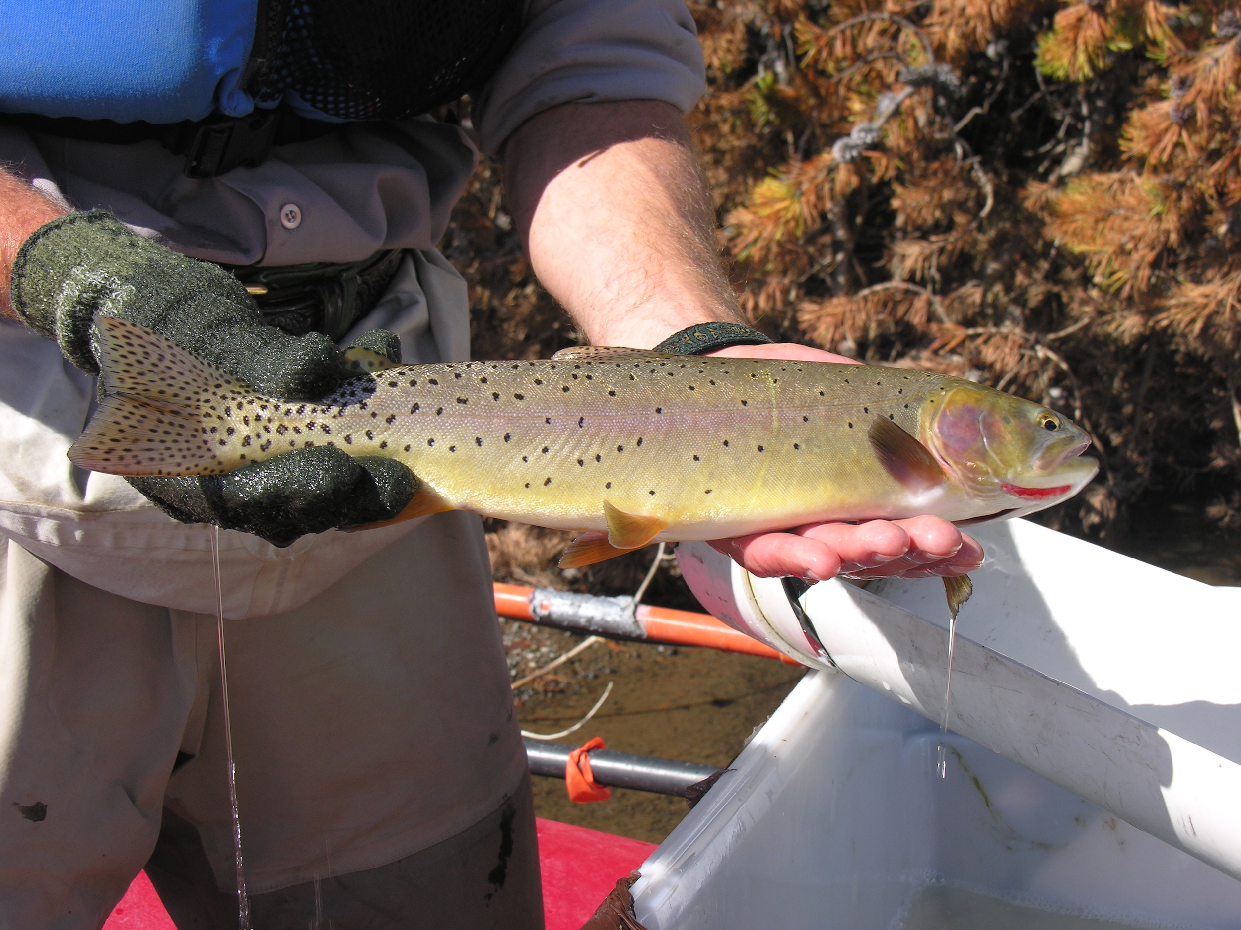 Yellowstone cutthroat trout. Photo: Yellowstone National Park, Native Fish Conservation Program 