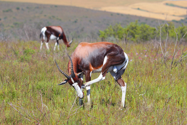 Bontebok. Photo: Matt Miller/TNC