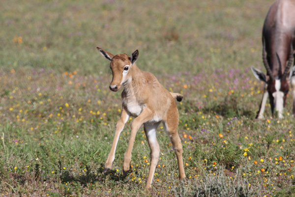 Despite this early promise, a bontebok can't clear a fence. Photo: Matt Miller/TNC