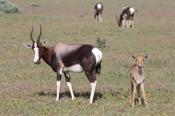 The bontebok is now largely confined to national parks and ranches, but it's still here. Photo: Matt Miller/TNC