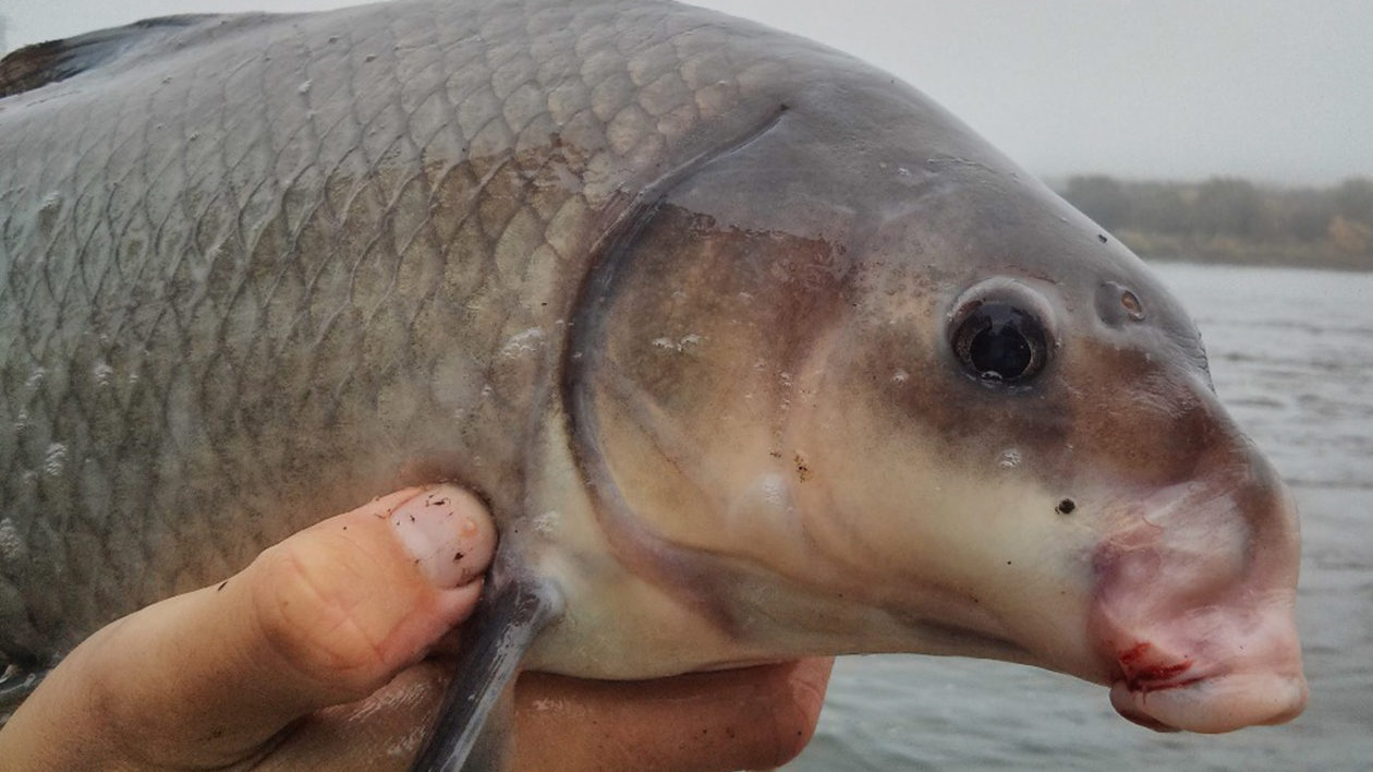 Bowfishing Giant Schools of Spawning Carp! (Blowgun Fishing) 