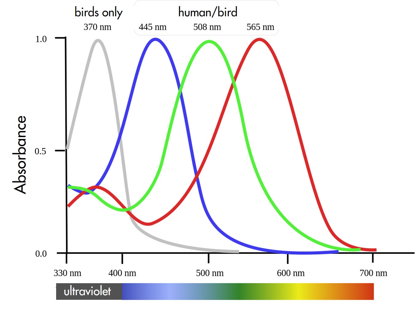 Human Color Vision