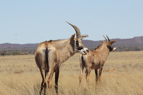 Roan, like bontebok, are now found on many South African game ranches. Photo: Matt Miller/TNC