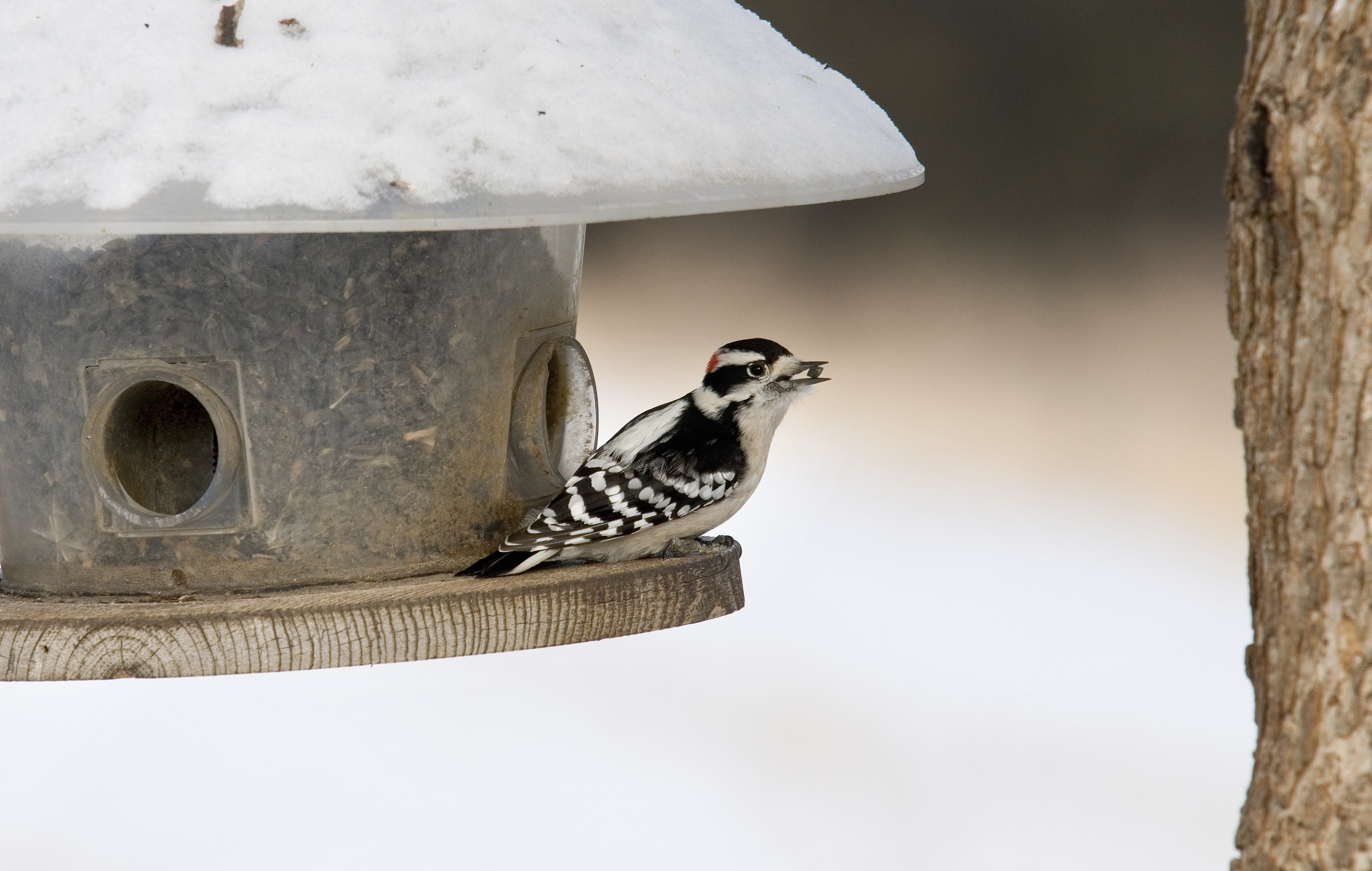 birds on bird feeder in snow