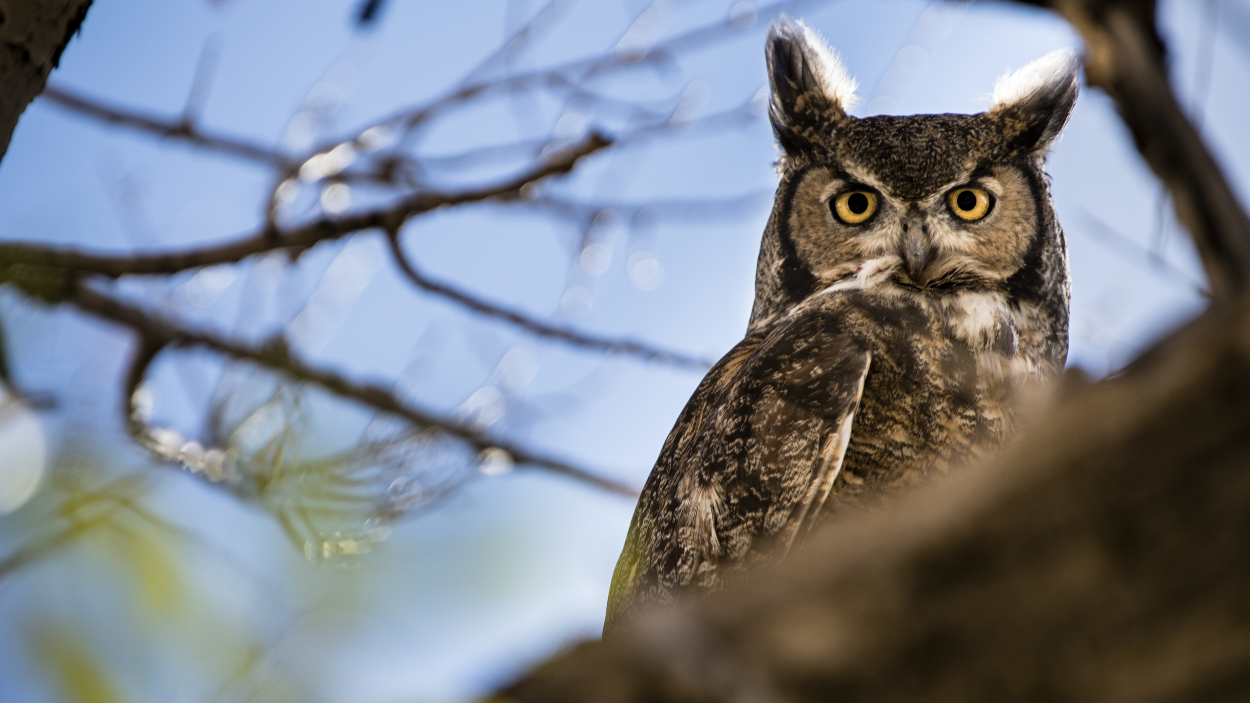 great horned owl nest