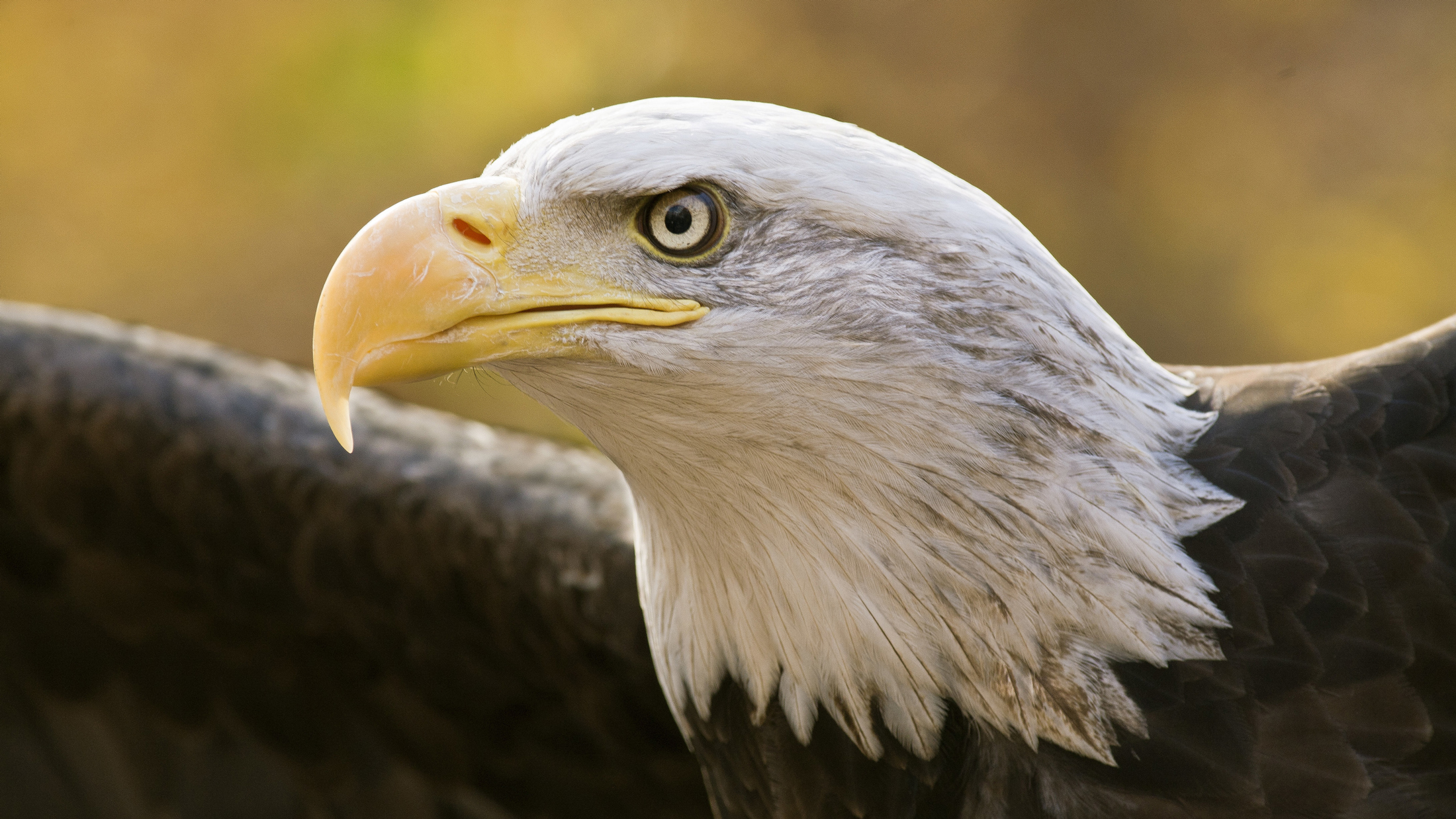 10 Native Animals To See While You're Backpacking