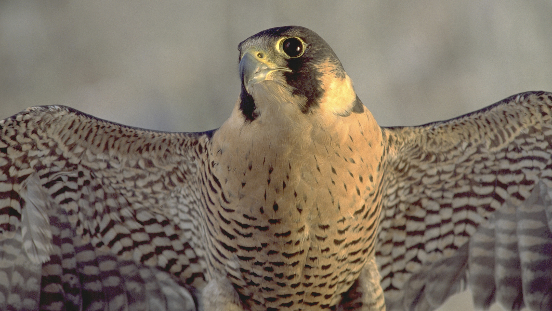 a large bird of prey