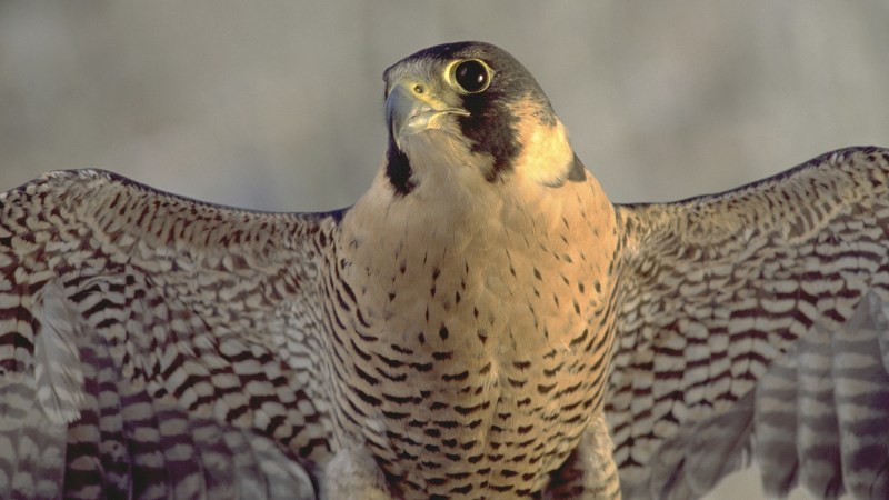 It’s Raining Blood and Feathers: Catching the Spring Raptor Show - Cool ...