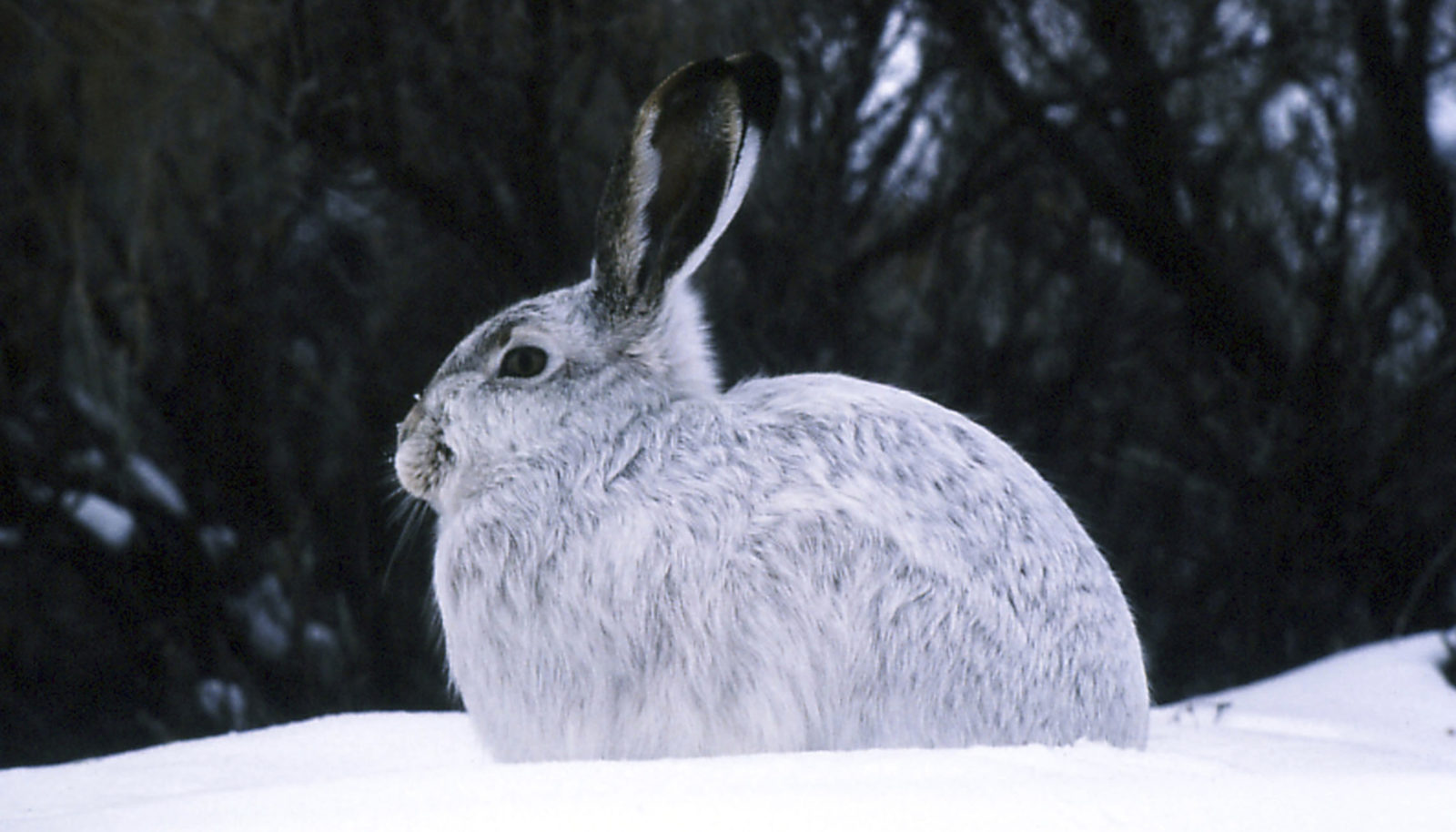 How Does Extreme Winter Weather Affect Wildlife? - Cool Green Science
