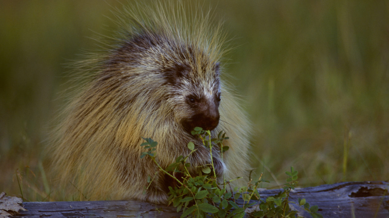 Porcupine is made out of Silicone. It's easy to flip inside out