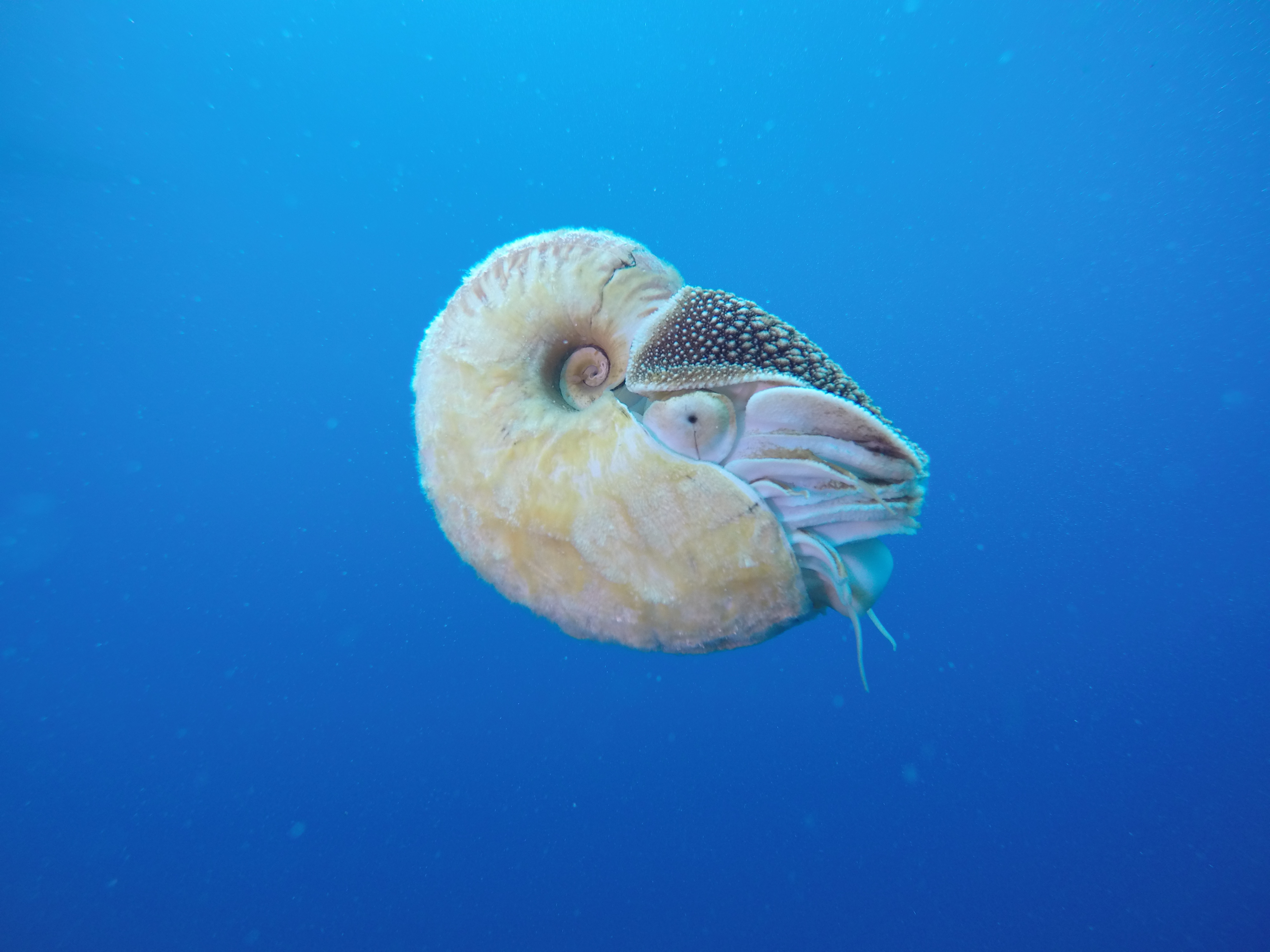 Головоногие голова. Наутилус головоногие. Наутилус Помпилиус моллюск. Обыкновенный Наутилус. Наутилус осьминог.