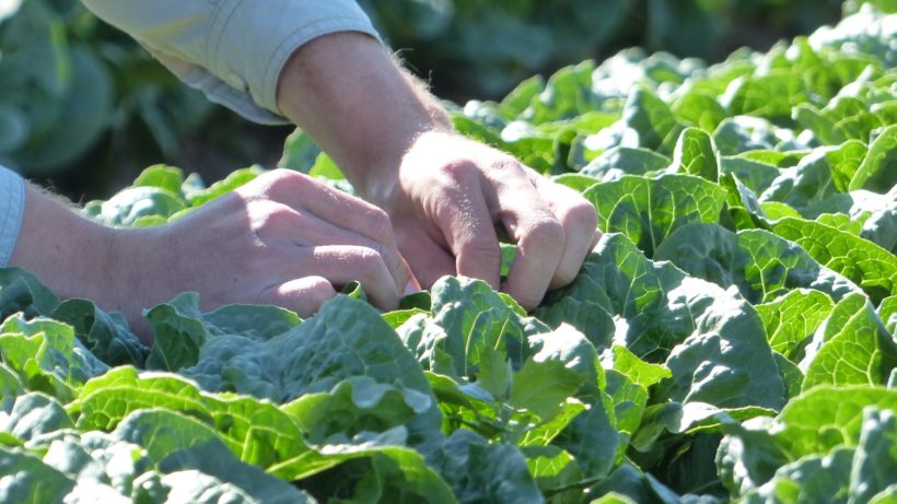 Romain lettuce growing on California's Central Coast © Cara Byington/TNC