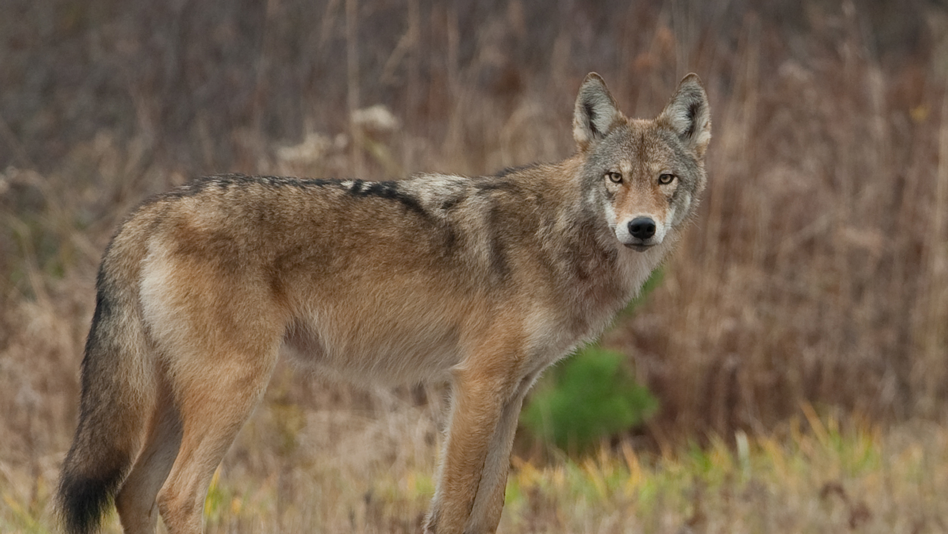 what does coyotes will hybridize dogs