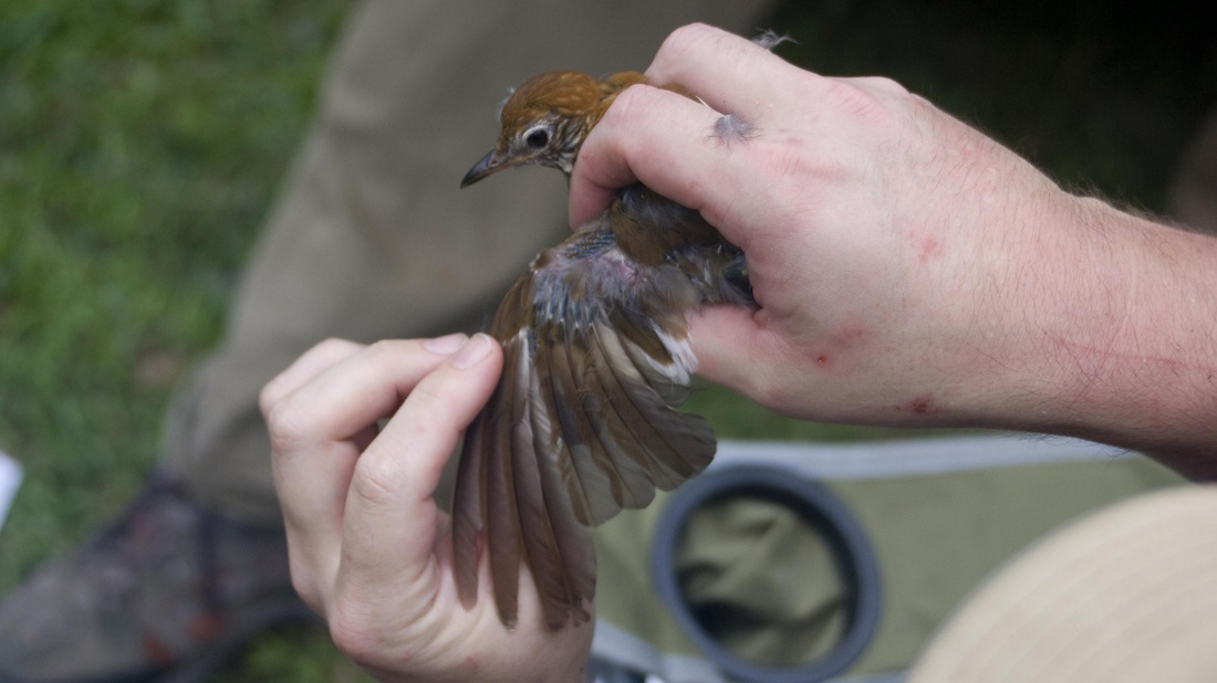 Wood thrush with missing wing feathers. Photo © Elizabeth Gow