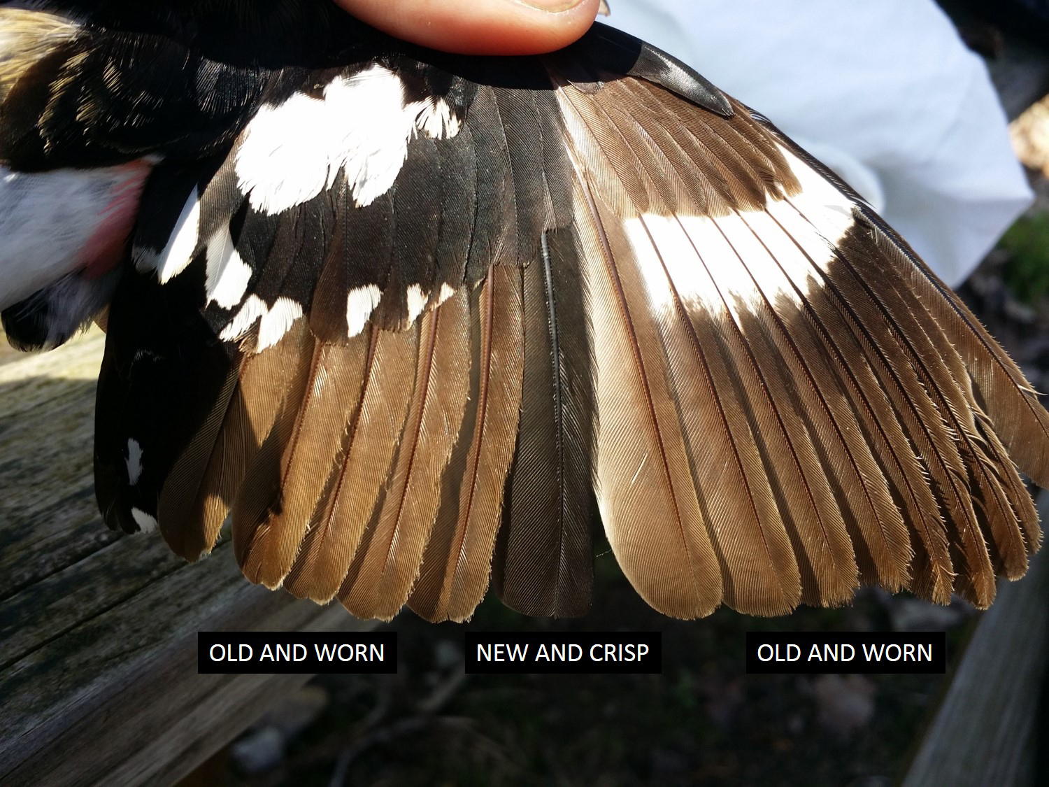 Rose-breasted grosbeak wing. Photo © Laura Marie Koitsch