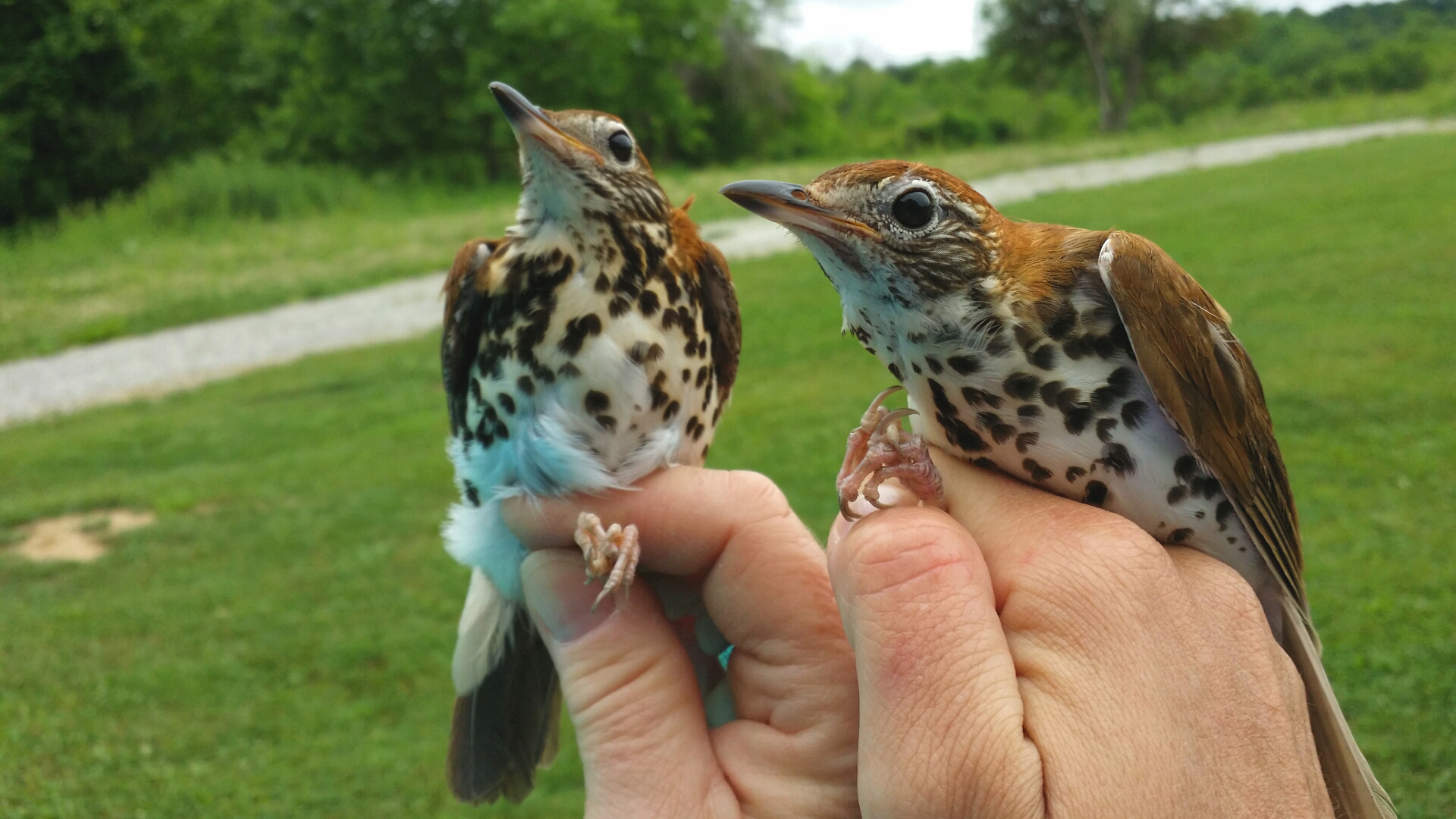 Wood thrush molting. Photo © Laura Marie Koitsch