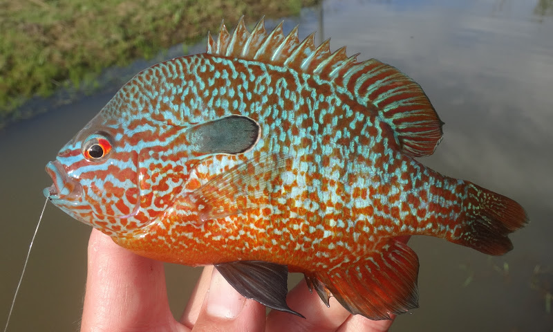Many sunfish species -- like this longear sunfish -- are quite colorful and fun to catch. Photo: Ben Cantrell