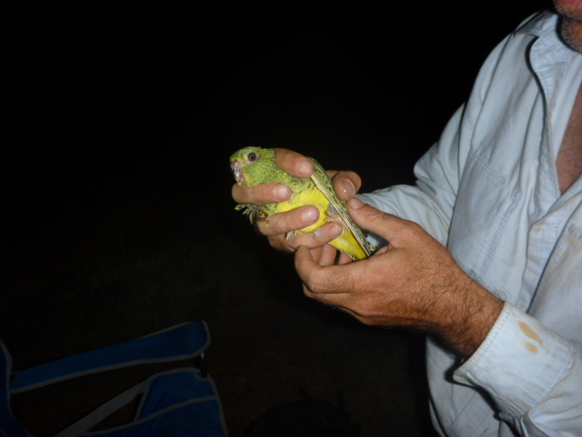 Steve Murphy holds the first Night Parrot caught in the last century. Photo © Steve Murphy