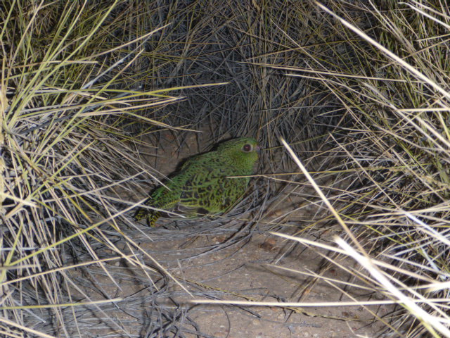 The Night Parrot hiding amid spinifex grass. Photo © Steve Murphy