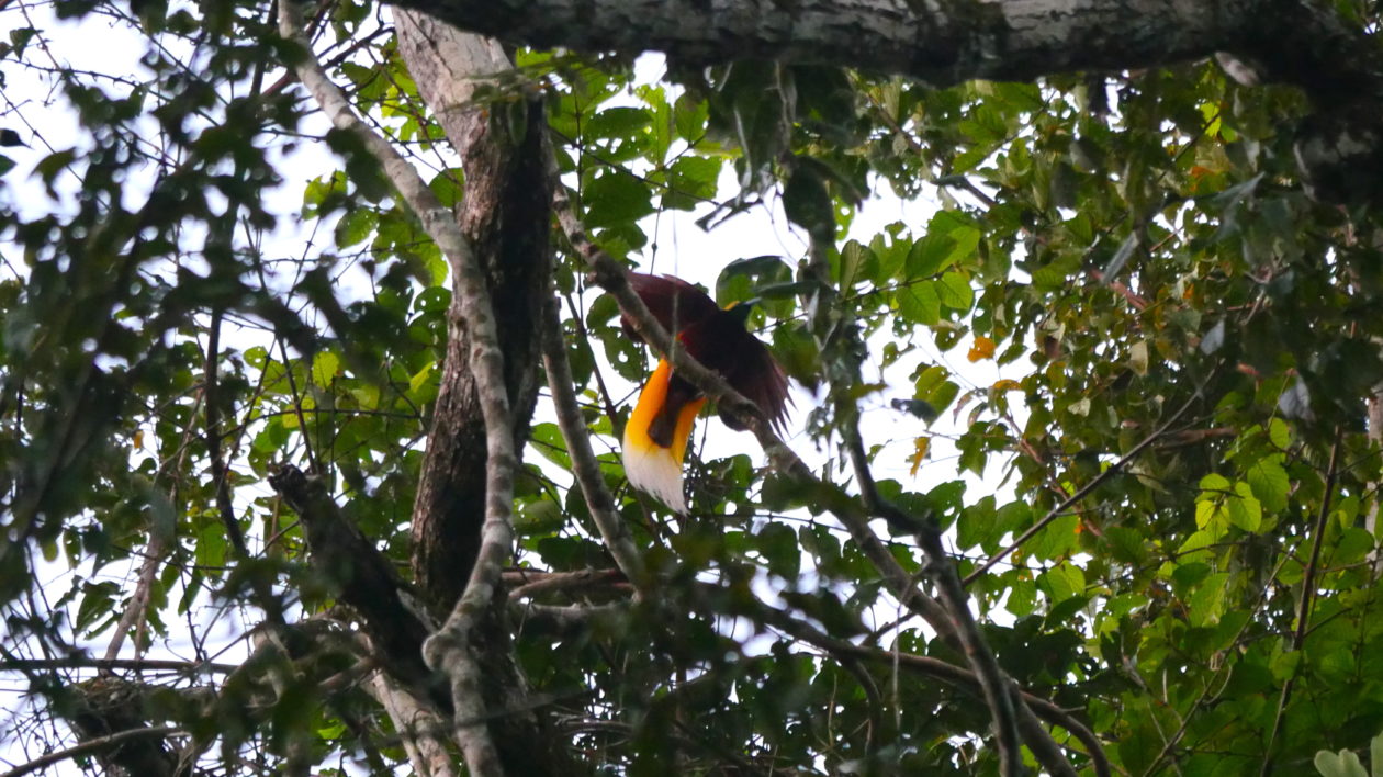 A Lesser Bird-of-Paradise displaying in the Adelbert Mountains. Photo © Timothy Boucher