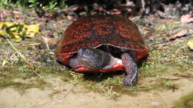 Photo © Mike Jones/American Turtle Observatory