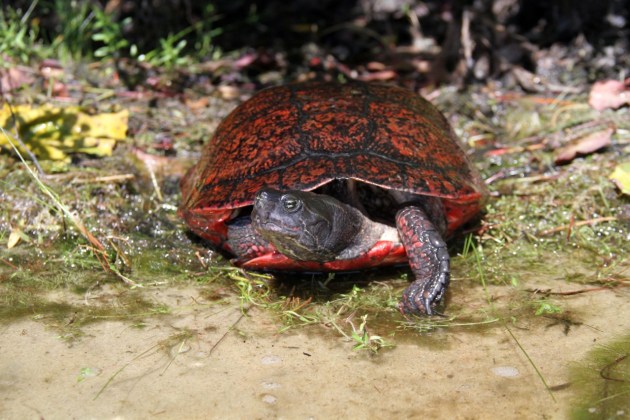 Recovery: Rare Turtle Gets a Second Chance