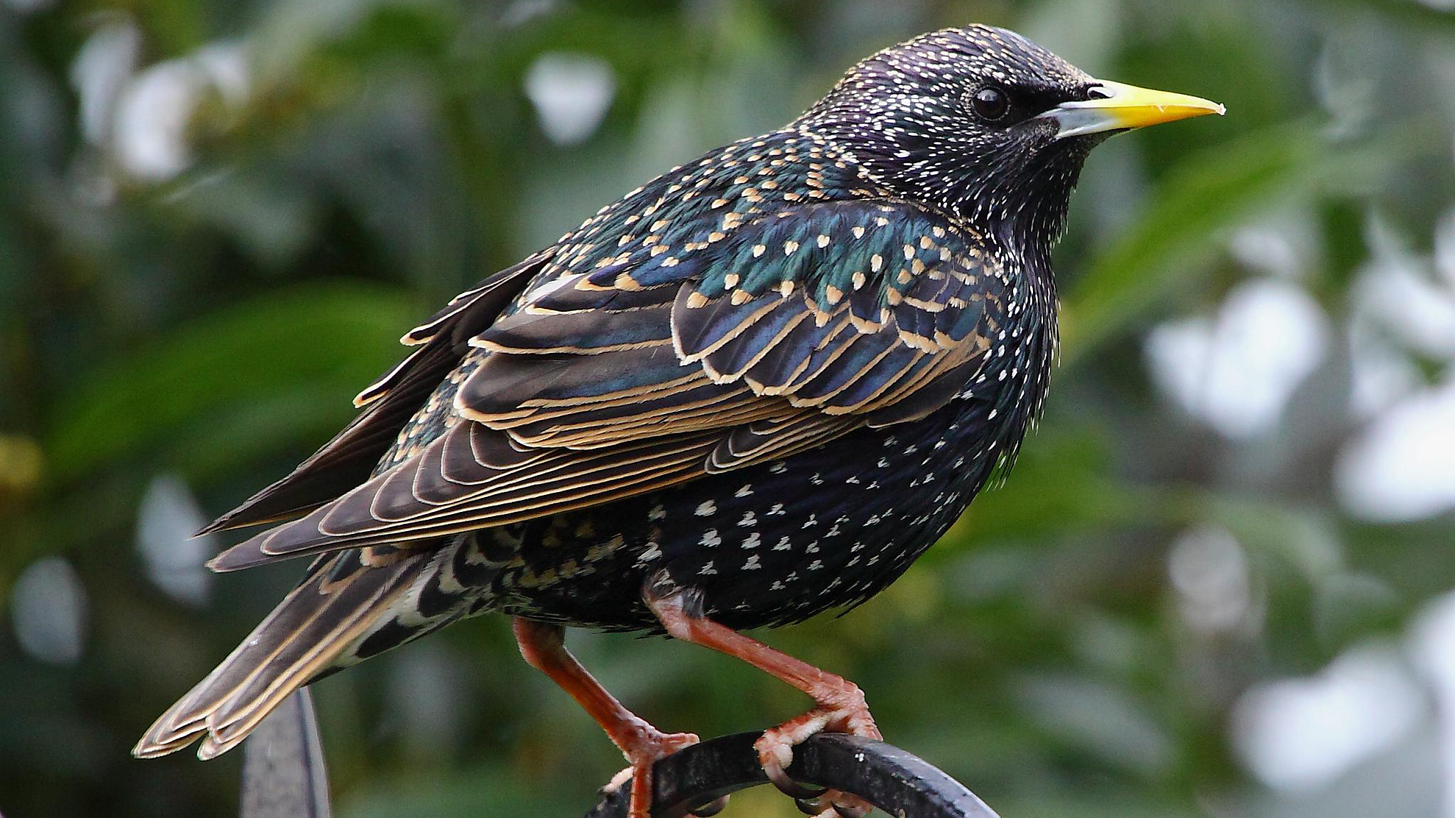 Adult starling. Photo © Tim Felce