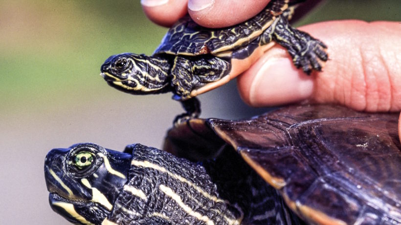 Photo © Bill Byrne, MassWildlife