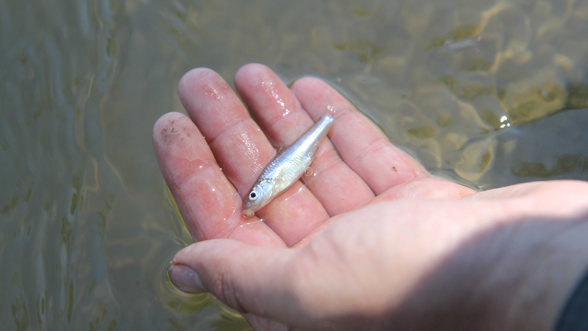 CRAZY LOOKING MICRO FISHING ROD catches almost every species