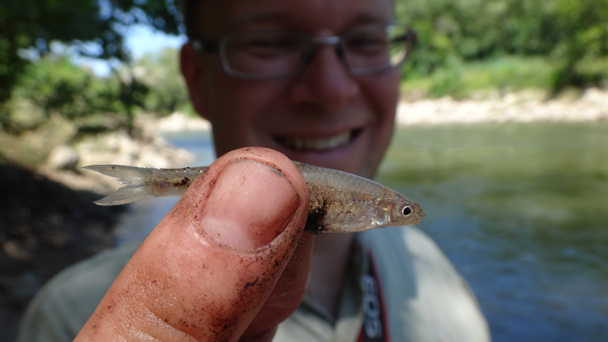 The author’s sand shiner. Photo © Ben Cantrell