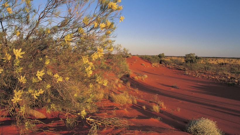 Wildflowers on the dunefields of southwestern Queensland's Channel Country. Photo © Wayne Lawler/Ecopix courtesy of Australian Bush Heritage Fund