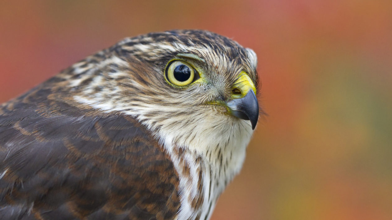 hawk eating cat