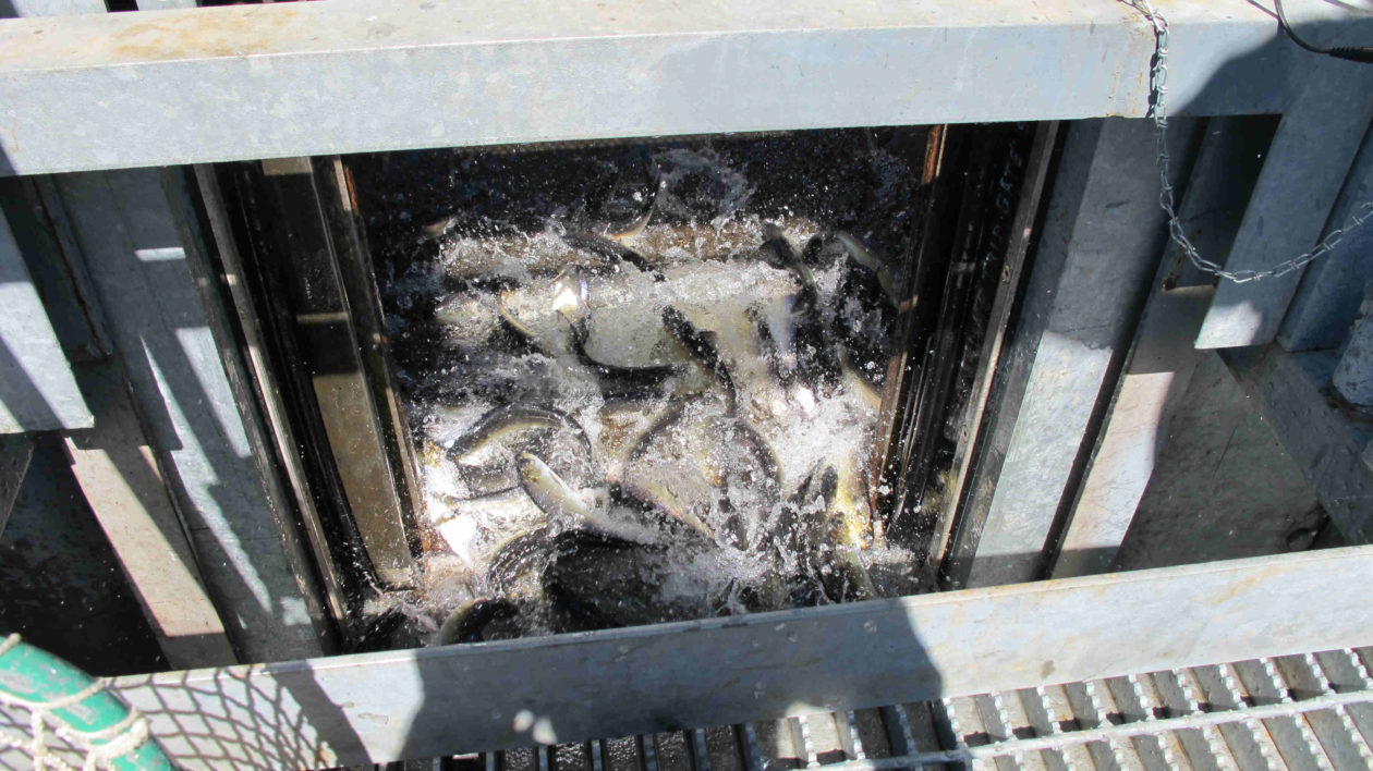 Alewives in fish lift at Benton Falls. Photo © Rick Lawrence