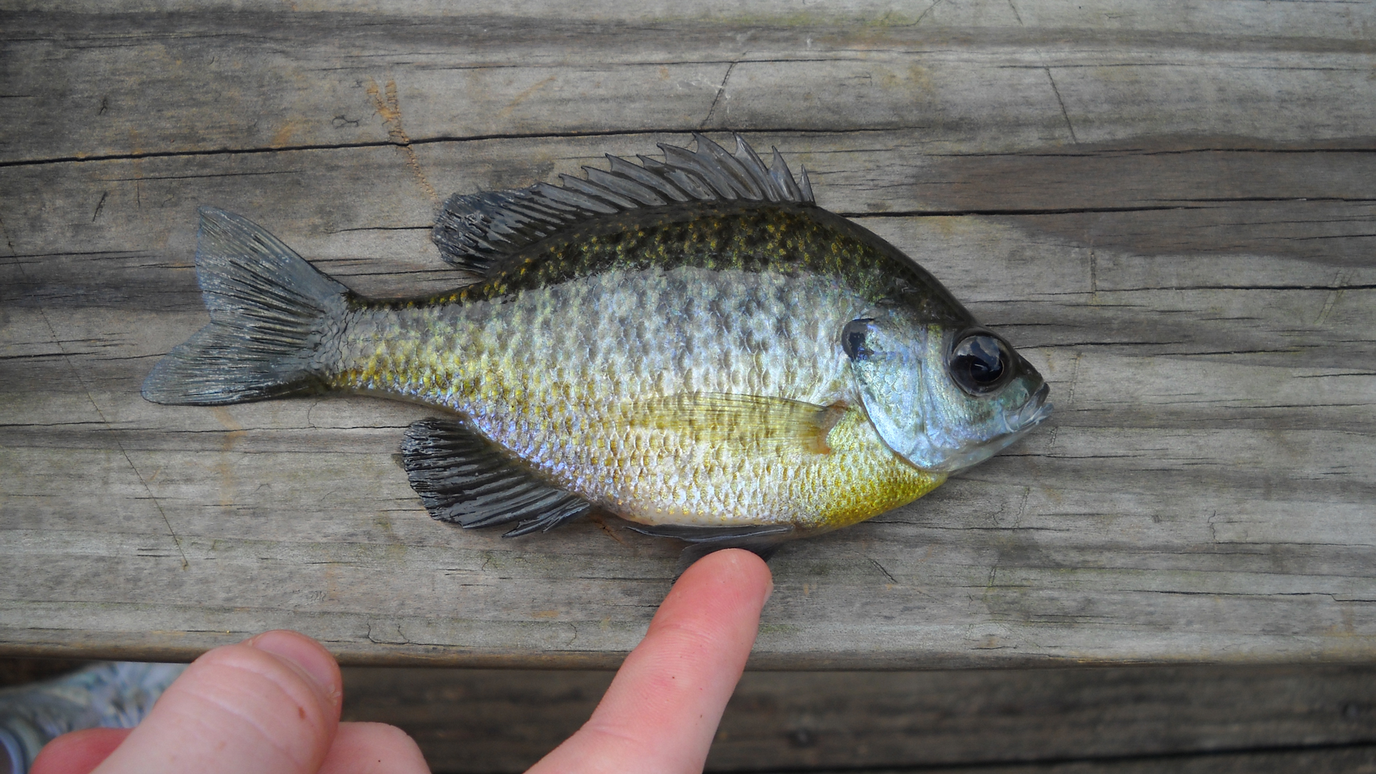 Why Everything You Know About Bluegill Management is Wrong - Cool Green  Science