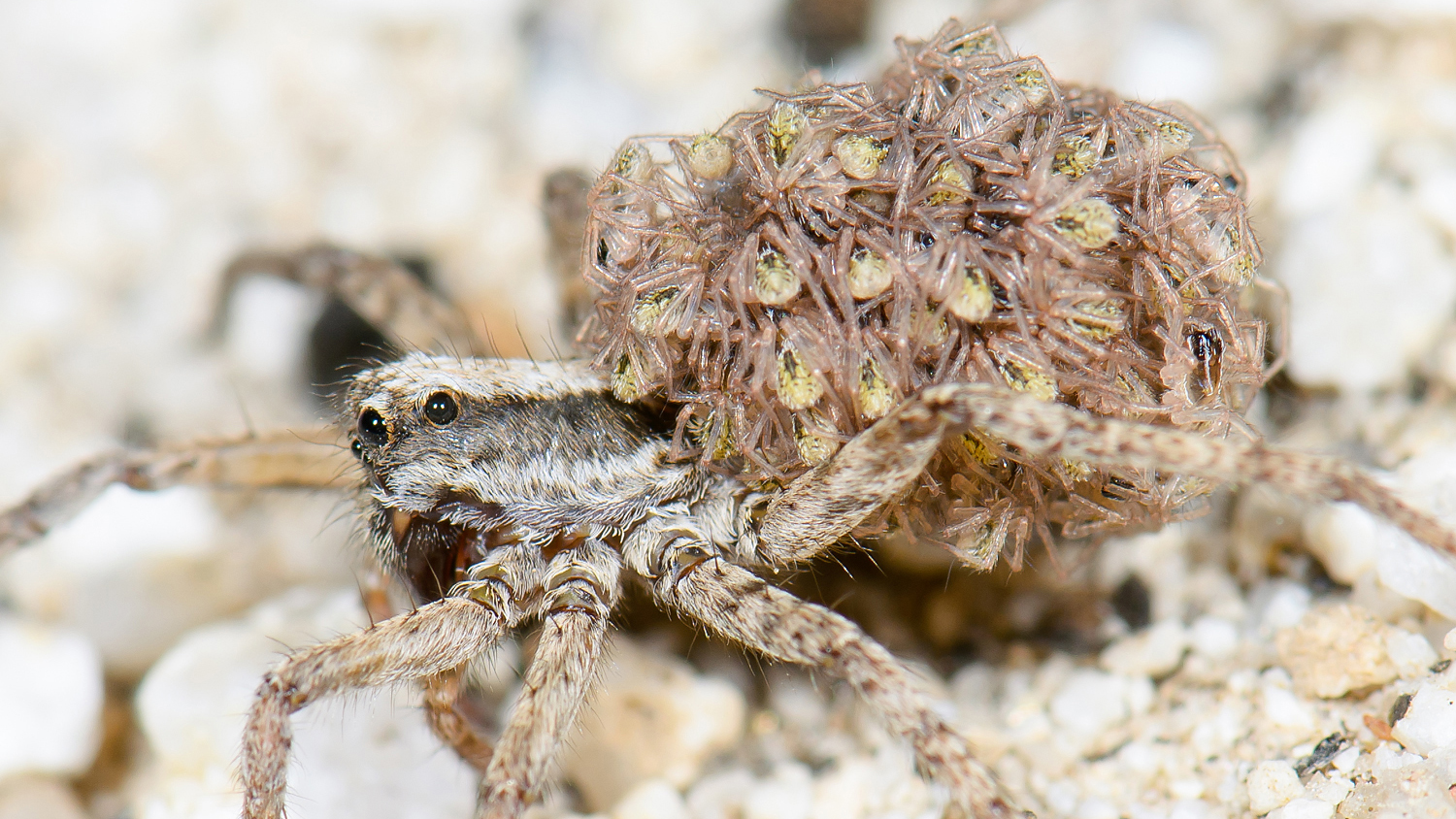 The Ten Creepiest Spiders of North America - Cool Green Science