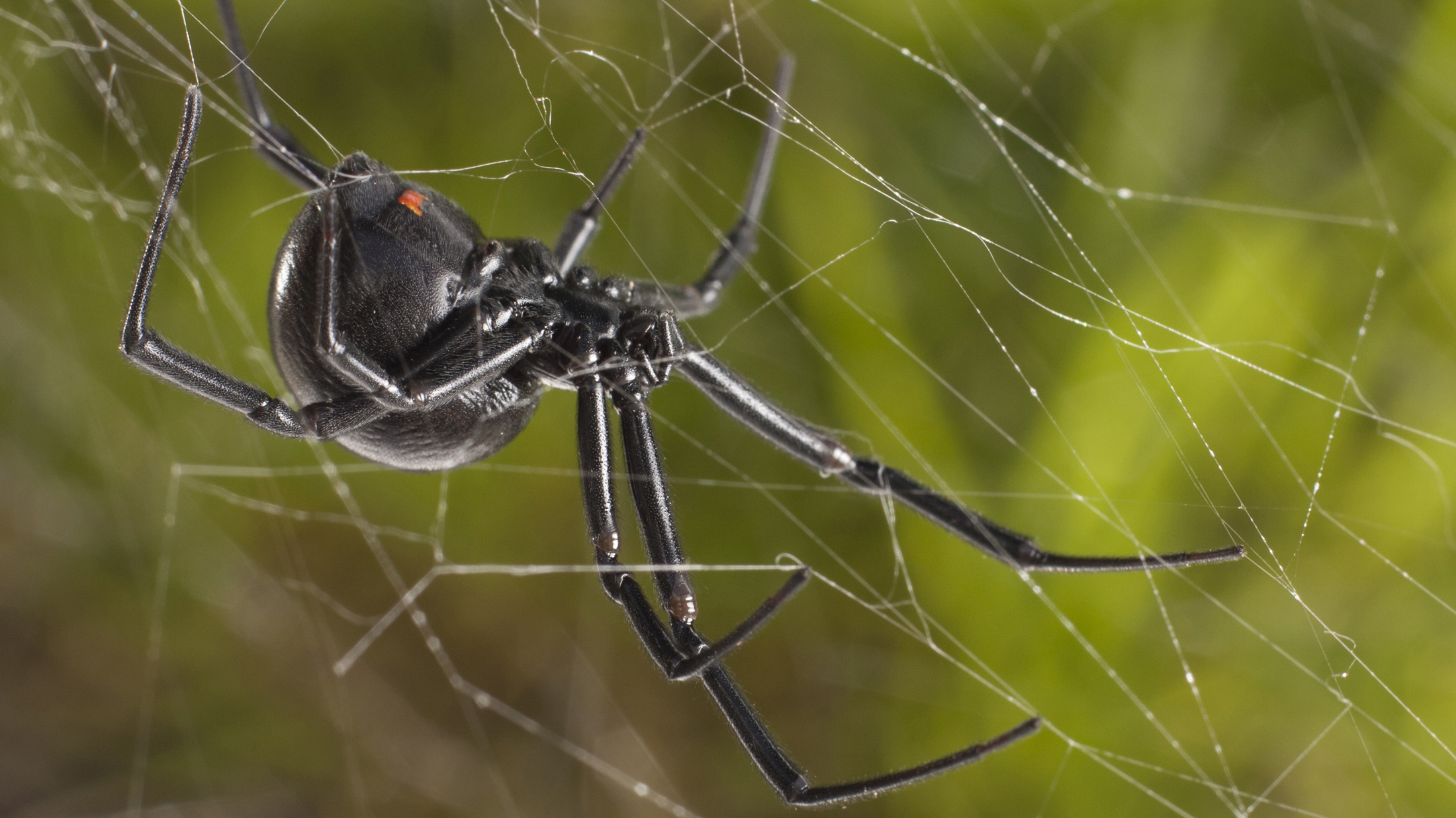 What are these 'trapdoor spiders' spotted around San Diego?