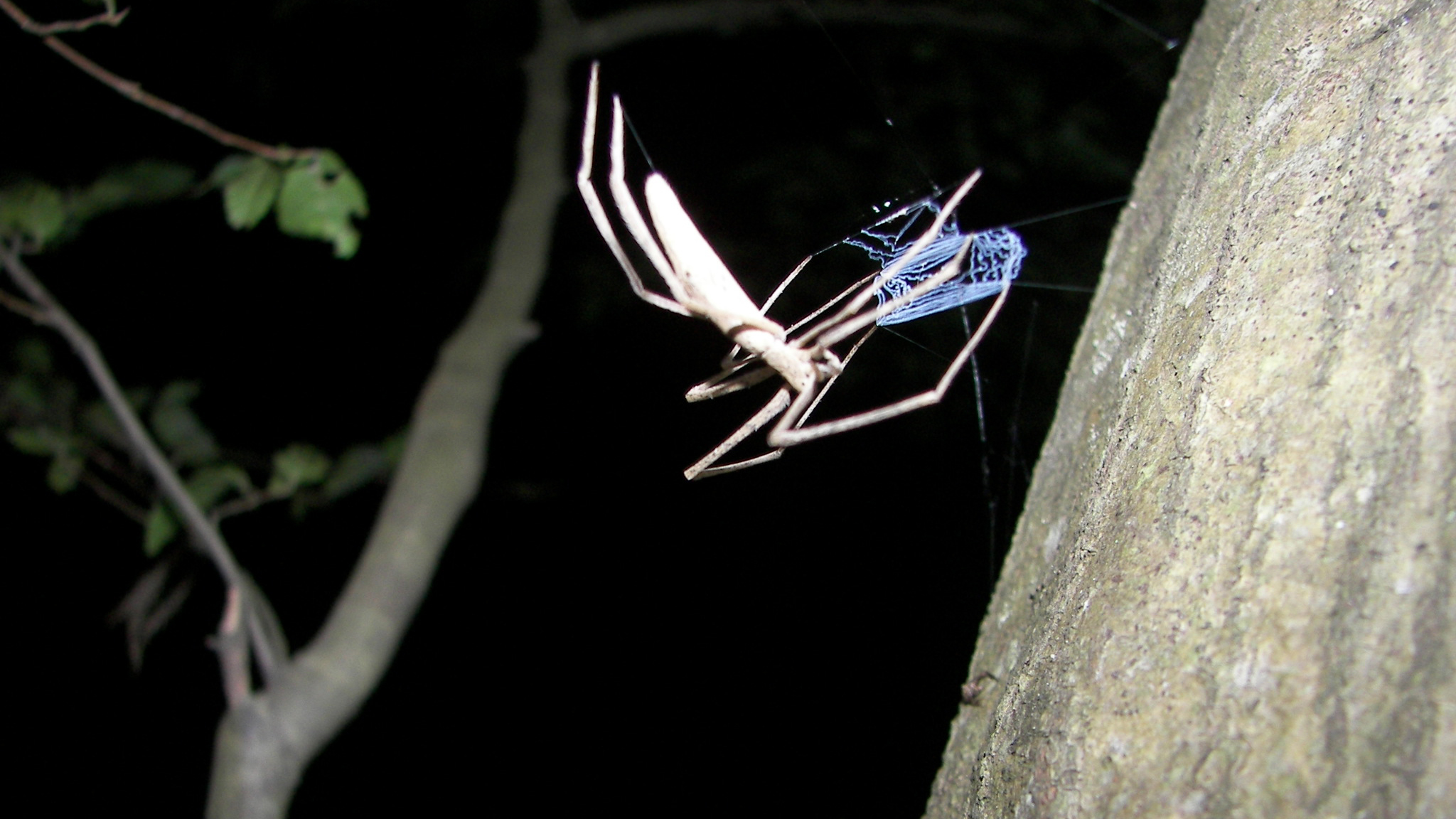 The Ten Creepiest Spiders of North America - Cool Green Science